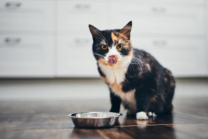 猫はなぜ食後に顔を洗うの？, 1.においや汚れが気になるから, 2.余韻を楽しんでいる, 3.ヒゲのメンテナンスをしている, 洗わないと皮膚トラブルが増える!?