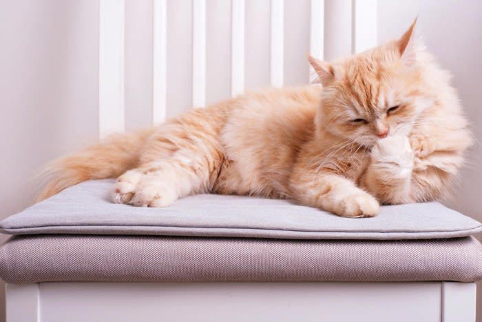 猫はなぜ食後に顔を洗うの？, 1.においや汚れが気になるから, 2.余韻を楽しんでいる, 3.ヒゲのメンテナンスをしている, 洗わないと皮膚トラブルが増える!?