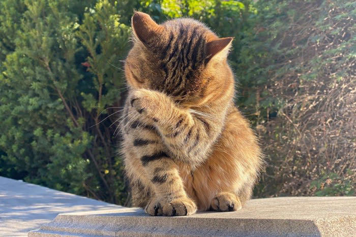 猫はなぜ食後に顔を洗うの？, 1.においや汚れが気になるから, 2.余韻を楽しんでいる, 3.ヒゲのメンテナンスをしている, 洗わないと皮膚トラブルが増える!?