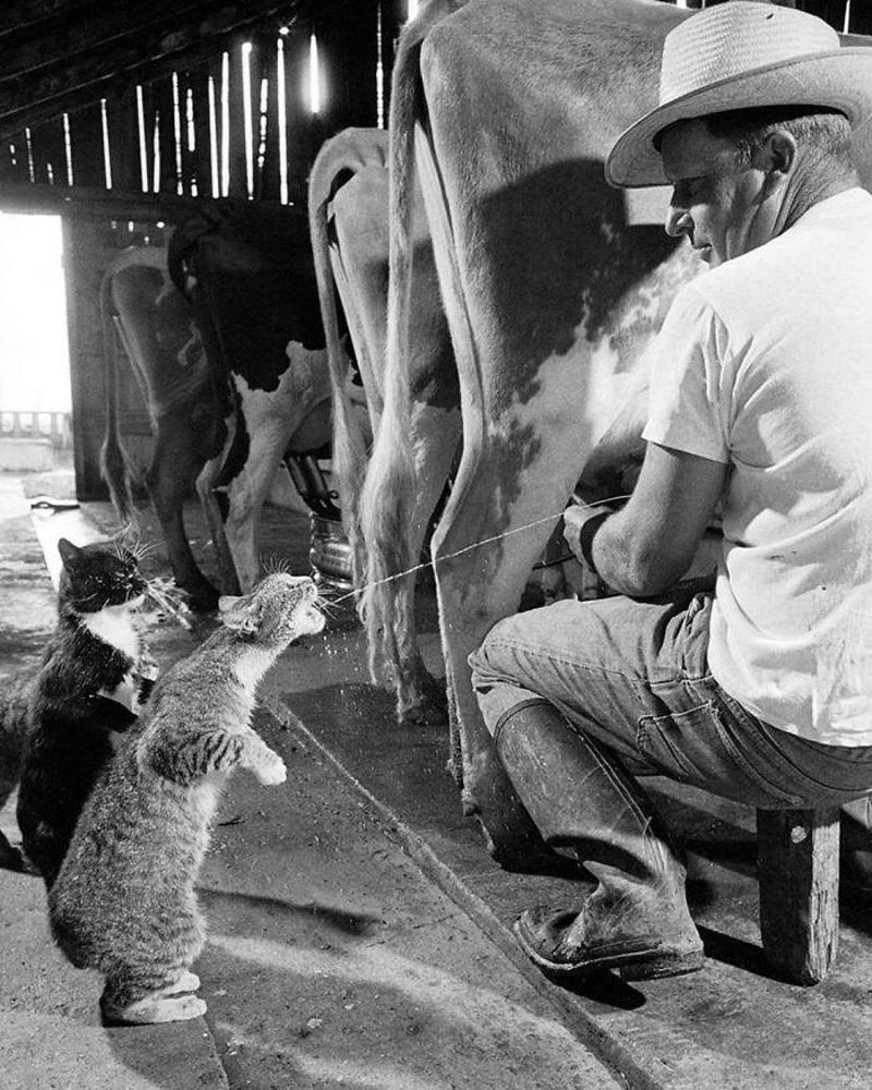 Milk Time Mischief at Arch Badertscher’s Farm Royal Dining with Angela Lansbury and Basil Rathbone, Breaking Barriers: Mary Wallace’s Historic Drive, Strength and Heritage in Canyon De Chelly, Portrait of Youth: Kiowa Girl, Berber Beauty: Ouled Nail Girl, A Shared Moment: Paula and Her Kitten, Marilyn Monroe’s Playful Potato Sack Look, Challenging the Rules: Brooklyn Dress Code Protest, 1940, Wolof Family Portrait by Emile Noal, Reunion After a Long Voyage, Elegance in Motion: Manon Chaufour by Martin Imboden, Dad’s Got Moves: Melbourne, 1940s, Fire Escape Embrace, 1946, Ani Chokyi of Tibet, Captured in Darjeeling, 1890s, Headlines and Daydreams, Champs Elysées, 1947, Timeless Athens: The Acropolis in 1860, Catharina ‘Toto’ Koopman: A Parisian Muse, 1933, On the Road Together: Family Hitchhiking, California, Einstein and His Beloved Violin, 1941, Edmund Kesting’s Play with Light and Shadow, 1930, Champagne Inspector in Protective Mask, Helen Bennett’s Stunning Spider Dress, 1939, Harriet Hoctor’s Graceful Question Mark, 1925, Double the Dazzle: The Dolly Sisters in the 1920s, Glamour at The Forbidden City, 1948, Double the Glamour: Mother-Daughter Style, 1954, Cardboard Couture: Sicilian Suit Substitute, The Day Daddy Came Home: Hector Murdoch’s Return, Courage Behind Bars: Mexico, 1935, Milk Time Mischief at Arch Badertscher’s Farm