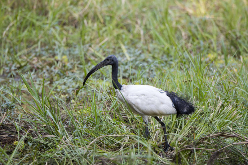 Mesopotamia Marshes, Iraq Okavango Delta, Botswana, Camargue, France, Pantanal, Brazil, Danube Delta, Romania, Kafue Flats, Zambia, Sundarbans, Bangladesh, Kopački Rit, Croatia, Ria Formosa, Portugal, Sudd, South Sudan, Caerlaverock, Scotland, Mesopotamia Marshes, Iraq, Marais Poitevin, France