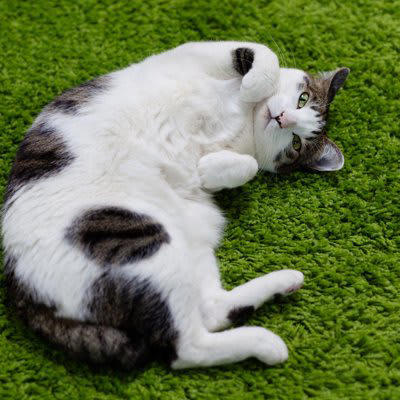 1.構ってアピール, 2.食事中のトイレタイム, 3.寝床を奪われる, 4.猫に拘束される, 5.自由を奪われる