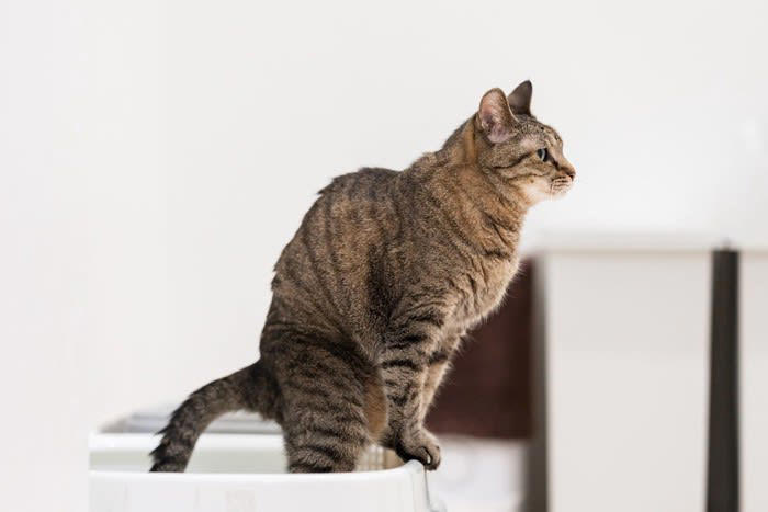 1.構ってアピール, 2.食事中のトイレタイム, 3.寝床を奪われる, 4.猫に拘束される, 5.自由を奪われる
