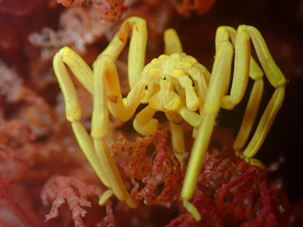 Science photography competition reveals never seen before glowing critter