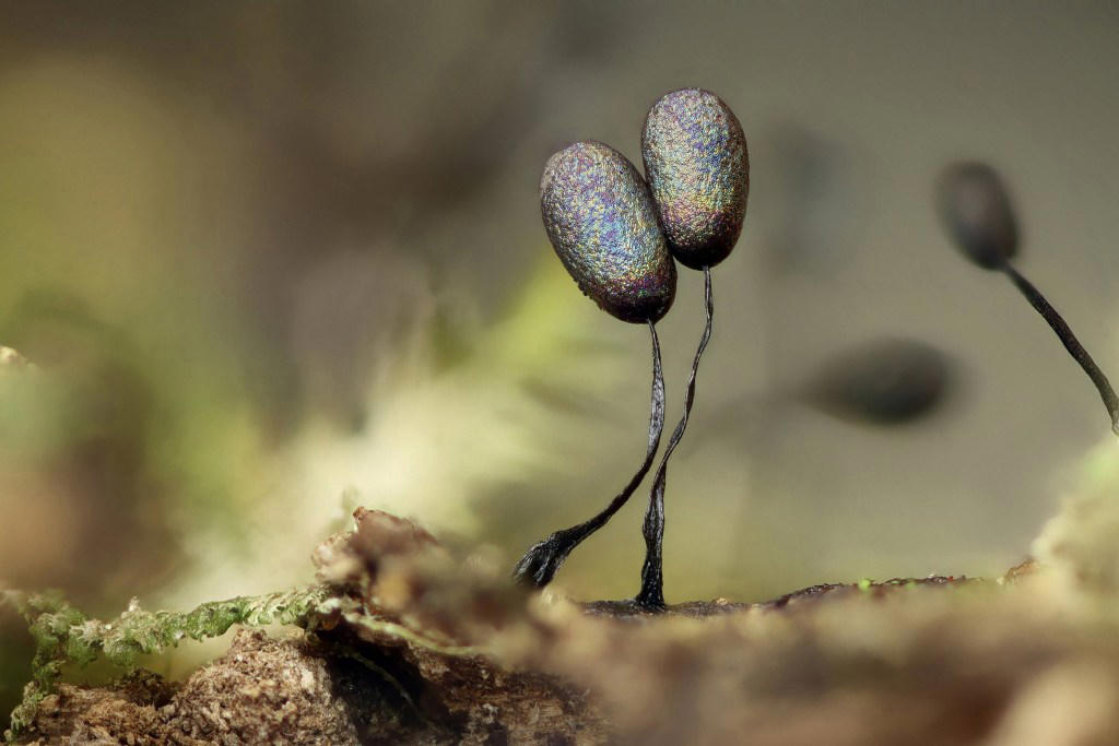 Science photography competition reveals never seen before glowing critter