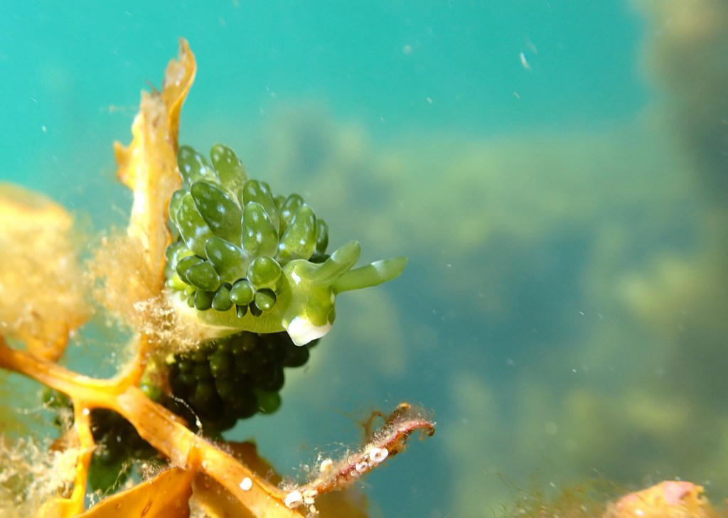 Science photography competition reveals never seen before glowing critter