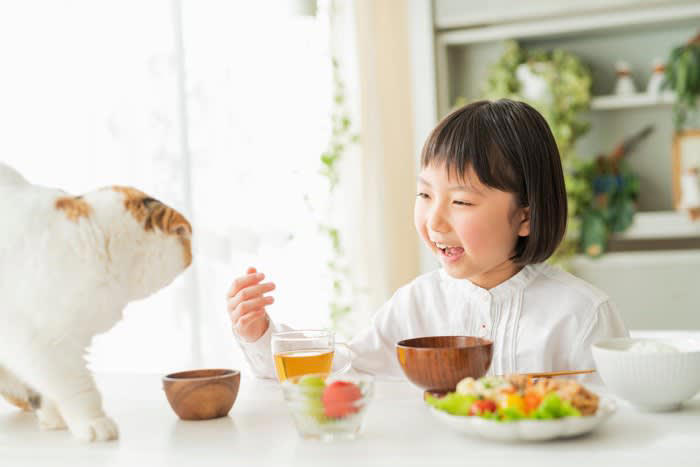 「猫にご飯をあげる順番」には、明確な正解はない？, 1.「人より先」にあげると、人は自分の食事に集中しやすい, 2.「人より後」にあげると、猫はご飯の順番に慣れやすくなる, 3.多頭飼育では「先住猫を先」にするのが基本ルール