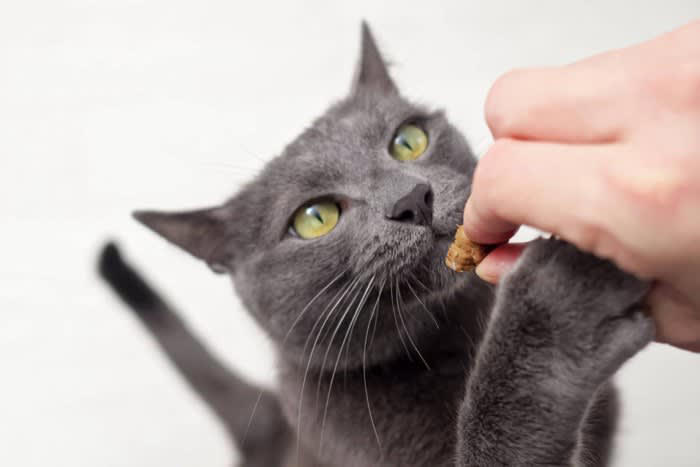 「猫にご飯をあげる順番」には、明確な正解はない？, 1.「人より先」にあげると、人は自分の食事に集中しやすい, 2.「人より後」にあげると、猫はご飯の順番に慣れやすくなる, 3.多頭飼育では「先住猫を先」にするのが基本ルール