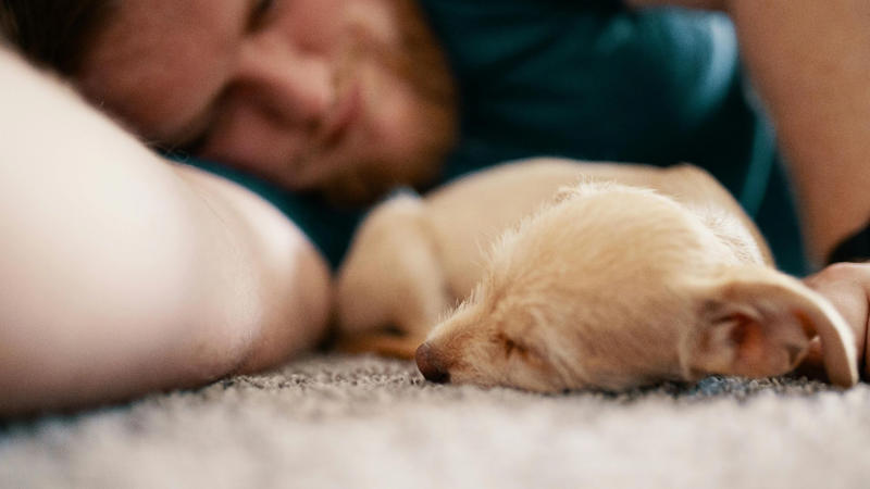 1. Pets Can Lower Your Blood Pressure, 2. Pets Reduce The Risk Of Heart Disease, 3. Pets Aid In Addiction Recovery, 4. Pets Reduce Feelings Of Loneliness, 5. Pets Encourage Daily Physical Activity, 6. Service Animals Aid With Disabilities, 7. Pets Support Immune Development In Children, 8. Pets Promote Routine And Structure, 9. Pets Improve Social Skills In Kids, 10. Pets Regulate Emotional Well‑being, 1. Pets May Transmit Zoonotic Diseases, 2. Pet Care Can Be Expensive, 3. Pets Can Increase Fall Risk For The Elderly, 4. Pets Can Disrupt Sleep, 5. Pets May Cause Stress Or Anxiety, 6. Pets Can Damage Property, 7. Pets Can Worsen Respiratory Conditions, 8. Some Pets Are Risky For Kids, 9. Pets Limit Travel Freedom, 10. Pets Can Bring Ethical &amp; Emotional Dilemmas