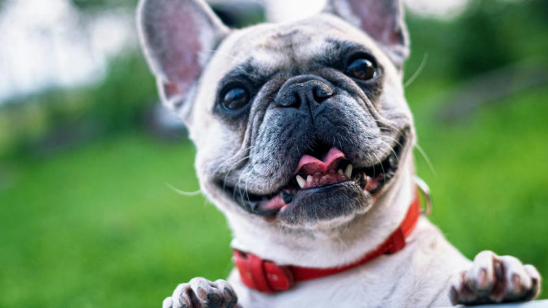 1. Pets Can Lower Your Blood Pressure, 2. Pets Reduce The Risk Of Heart Disease, 3. Pets Aid In Addiction Recovery, 4. Pets Reduce Feelings Of Loneliness, 5. Pets Encourage Daily Physical Activity, 6. Service Animals Aid With Disabilities, 7. Pets Support Immune Development In Children, 8. Pets Promote Routine And Structure, 9. Pets Improve Social Skills In Kids, 10. Pets Regulate Emotional Well‑being, 1. Pets May Transmit Zoonotic Diseases, 2. Pet Care Can Be Expensive, 3. Pets Can Increase Fall Risk For The Elderly, 4. Pets Can Disrupt Sleep, 5. Pets May Cause Stress Or Anxiety, 6. Pets Can Damage Property, 7. Pets Can Worsen Respiratory Conditions, 8. Some Pets Are Risky For Kids, 9. Pets Limit Travel Freedom, 10. Pets Can Bring Ethical &amp; Emotional Dilemmas