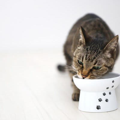 「猫にご飯をあげる順番」には、明確な正解はない？, 1.「人より先」にあげると、人は自分の食事に集中しやすい, 2.「人より後」にあげると、猫はご飯の順番に慣れやすくなる, 3.多頭飼育では「先住猫を先」にするのが基本ルール