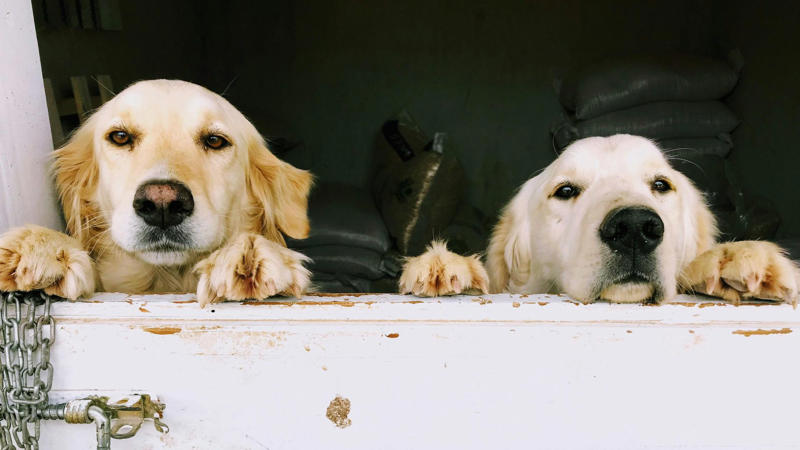 1. Pets Can Lower Your Blood Pressure, 2. Pets Reduce The Risk Of Heart Disease, 3. Pets Aid In Addiction Recovery, 4. Pets Reduce Feelings Of Loneliness, 5. Pets Encourage Daily Physical Activity, 6. Service Animals Aid With Disabilities, 7. Pets Support Immune Development In Children, 8. Pets Promote Routine And Structure, 9. Pets Improve Social Skills In Kids, 10. Pets Regulate Emotional Well‑being, 1. Pets May Transmit Zoonotic Diseases, 2. Pet Care Can Be Expensive, 3. Pets Can Increase Fall Risk For The Elderly, 4. Pets Can Disrupt Sleep, 5. Pets May Cause Stress Or Anxiety, 6. Pets Can Damage Property, 7. Pets Can Worsen Respiratory Conditions, 8. Some Pets Are Risky For Kids, 9. Pets Limit Travel Freedom, 10. Pets Can Bring Ethical &amp; Emotional Dilemmas