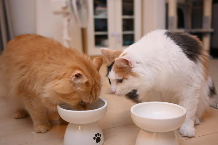 「猫にご飯をあげる順番」には、明確な正解はない？, 1.「人より先」にあげると、人は自分の食事に集中しやすい, 2.「人より後」にあげると、猫はご飯の順番に慣れやすくなる, 3.多頭飼育では「先住猫を先」にするのが基本ルール