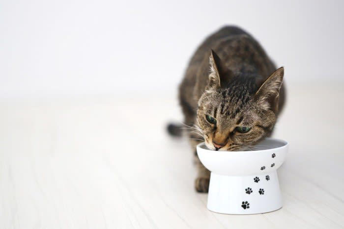「猫にご飯をあげる順番」には、明確な正解はない？, 1.「人より先」にあげると、人は自分の食事に集中しやすい, 2.「人より後」にあげると、猫はご飯の順番に慣れやすくなる, 3.多頭飼育では「先住猫を先」にするのが基本ルール