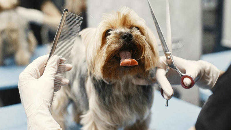 1. Pets Can Lower Your Blood Pressure, 2. Pets Reduce The Risk Of Heart Disease, 3. Pets Aid In Addiction Recovery, 4. Pets Reduce Feelings Of Loneliness, 5. Pets Encourage Daily Physical Activity, 6. Service Animals Aid With Disabilities, 7. Pets Support Immune Development In Children, 8. Pets Promote Routine And Structure, 9. Pets Improve Social Skills In Kids, 10. Pets Regulate Emotional Well‑being, 1. Pets May Transmit Zoonotic Diseases, 2. Pet Care Can Be Expensive, 3. Pets Can Increase Fall Risk For The Elderly, 4. Pets Can Disrupt Sleep, 5. Pets May Cause Stress Or Anxiety, 6. Pets Can Damage Property, 7. Pets Can Worsen Respiratory Conditions, 8. Some Pets Are Risky For Kids, 9. Pets Limit Travel Freedom, 10. Pets Can Bring Ethical &amp; Emotional Dilemmas