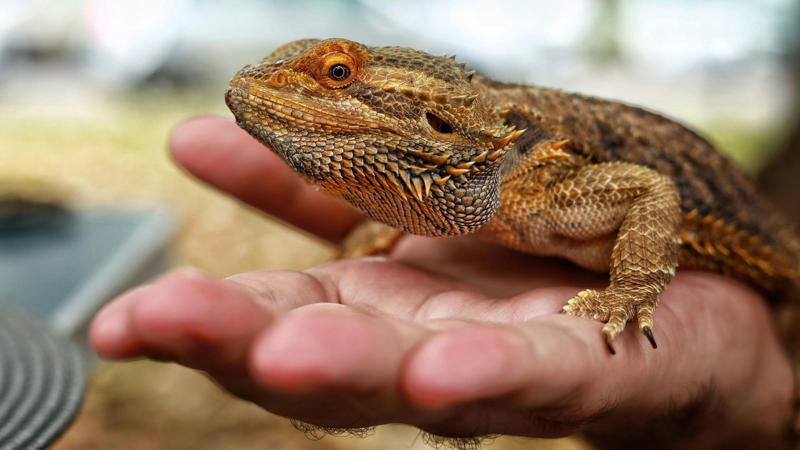 1. Pets Can Lower Your Blood Pressure, 2. Pets Reduce The Risk Of Heart Disease, 3. Pets Aid In Addiction Recovery, 4. Pets Reduce Feelings Of Loneliness, 5. Pets Encourage Daily Physical Activity, 6. Service Animals Aid With Disabilities, 7. Pets Support Immune Development In Children, 8. Pets Promote Routine And Structure, 9. Pets Improve Social Skills In Kids, 10. Pets Regulate Emotional Well‑being, 1. Pets May Transmit Zoonotic Diseases, 2. Pet Care Can Be Expensive, 3. Pets Can Increase Fall Risk For The Elderly, 4. Pets Can Disrupt Sleep, 5. Pets May Cause Stress Or Anxiety, 6. Pets Can Damage Property, 7. Pets Can Worsen Respiratory Conditions, 8. Some Pets Are Risky For Kids, 9. Pets Limit Travel Freedom, 10. Pets Can Bring Ethical &amp; Emotional Dilemmas