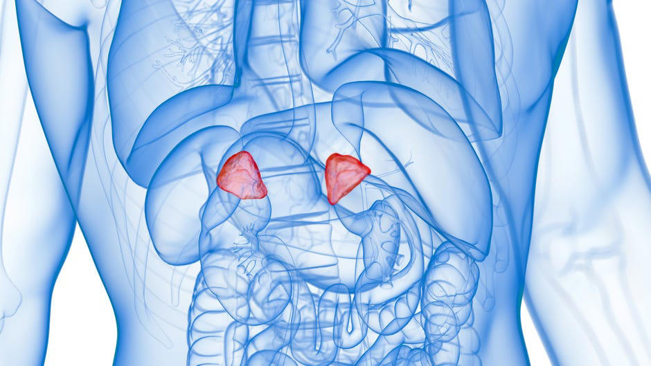 What is cortisol?, Symptoms of cortisol imbalance, What causes a cortisol imbalance?, How to regulate cortisol, When should you see a doctor about cortisol levels?