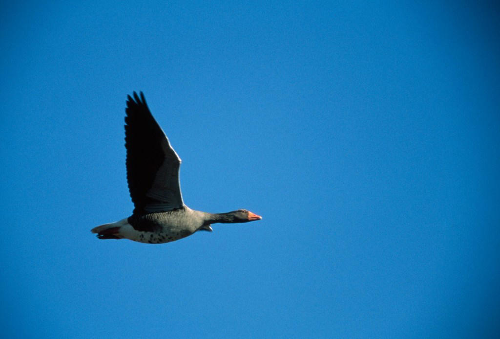 How much of an issue can birds be?