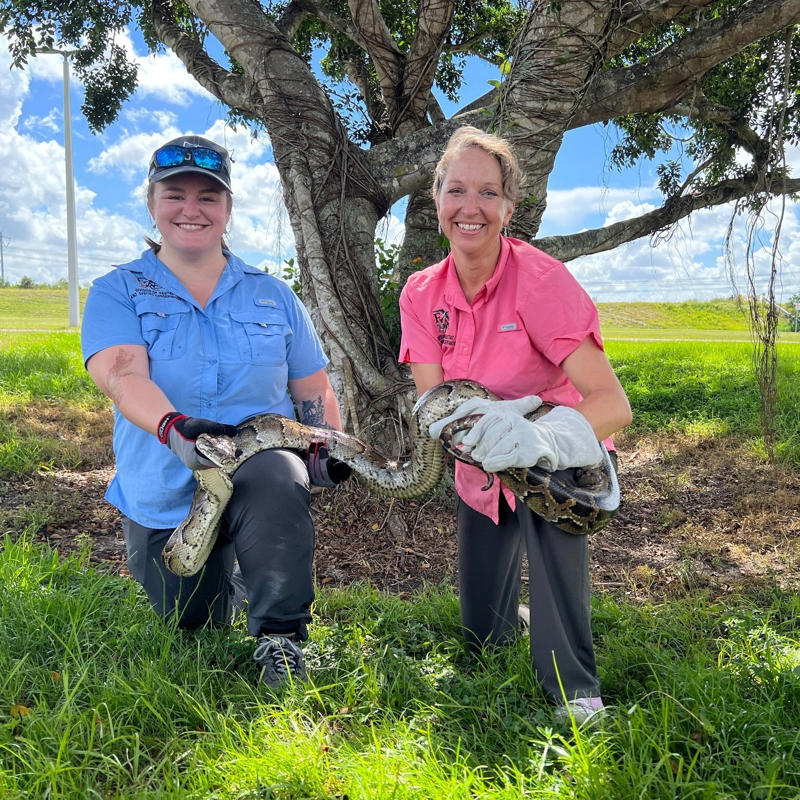 The 2025 Florida Python Challeng, an annual invasive Burmese python removal competition, kicked off July 11 and ends July 20.