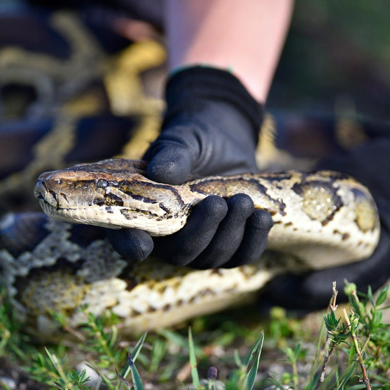 The 2025 Florida Python Challeng, an annual invasive Burmese python removal competition, kicked off July 11 and ends July 20.