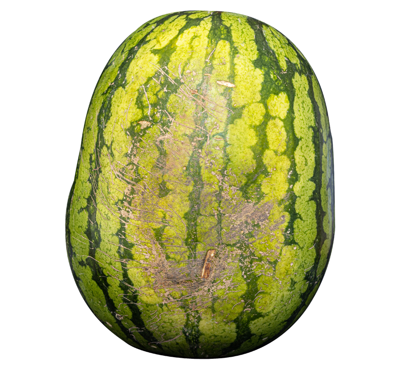 What to look for while shopping for watermelon, What to look for after cutting a watermelon open, How to grow the perfect watermelon, How to prepare watermelon