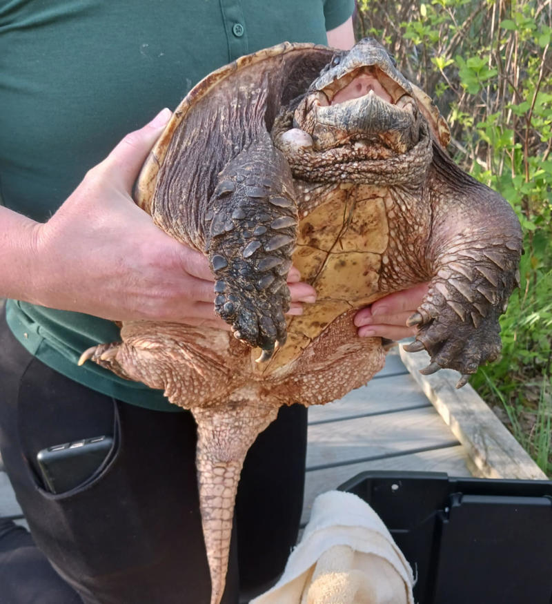Eastern copperhead snake, Timber rattlesnake, Black widow spiders, Snapping turtles, Mosquitoes