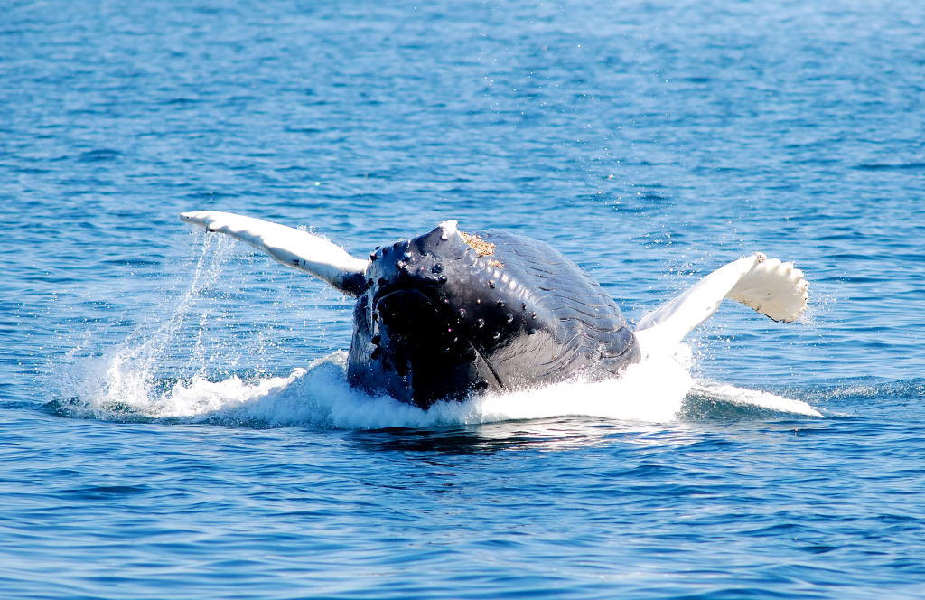 Up your whale knowledge this season, Celebrate America’s anniversary on a cruise, A 105-year-old Cape Cod seafood shack is back in business , Sign up for Scenic Six
