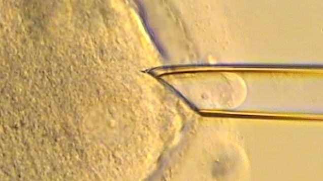 What are ‘three-parent babies’ and how exactly does the IVF treatment work?