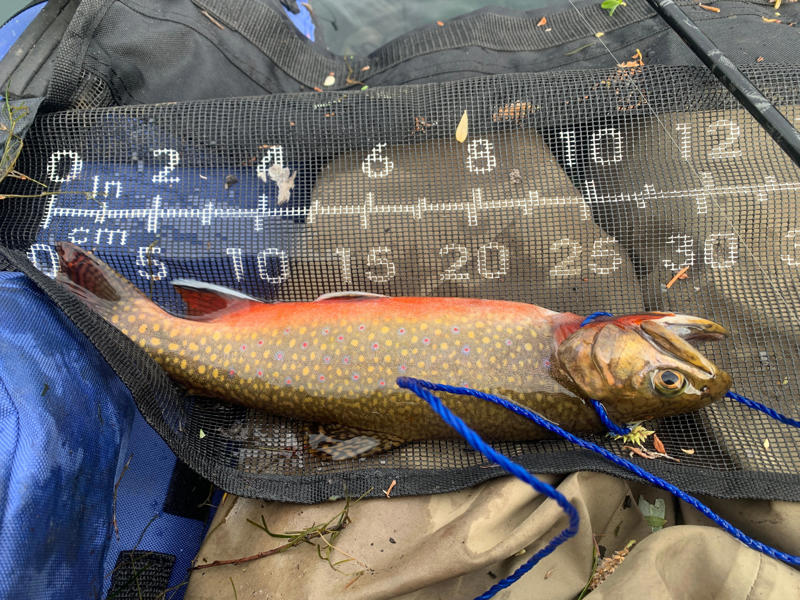 The amazing, shrinking Linton Lake, Overnight permit required at Linton Lake, but day-treks OK, Short hike leads to Linton Lake, but how to access the water?, View of falls from Linton Lake, In search of trout at Linton Lake, Brown trout found few other places in western Oregon, Harvest brookies, release browns, Linton Lake