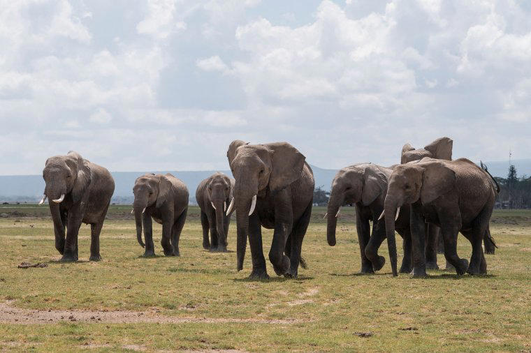 A similar effect to overheating in elephants? Muscle mass and surface area, A similar effect to overheating in elephants?, Cooler clothing styles, Sexist assumptions baked into building design