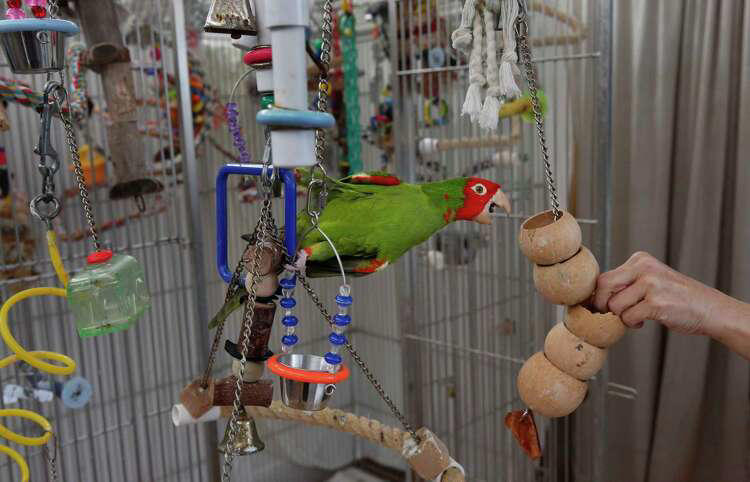 A divided flock, Which birds to save?, ‘Questionable ethics', Flying free, Related Reading, Subscribe