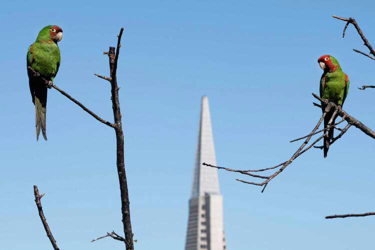 A divided flock, Which birds to save?, ‘Questionable ethics', Flying free, Related Reading, Subscribe