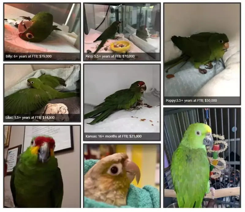 A divided flock, Which birds to save?, ‘Questionable ethics', Flying free, Related Reading, Subscribe