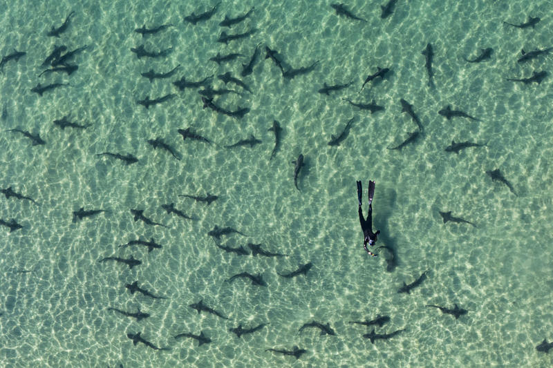 2. Avoid swimming at dawn, dusk and night , 3. Don’t wear reflective jewelry in the water , 4. Don’t swim near someone who’s fishing , 5. Don’t swim where there’s an ‘unusual amount of fish activity’ , 6. Don’t panic when you spot a shark