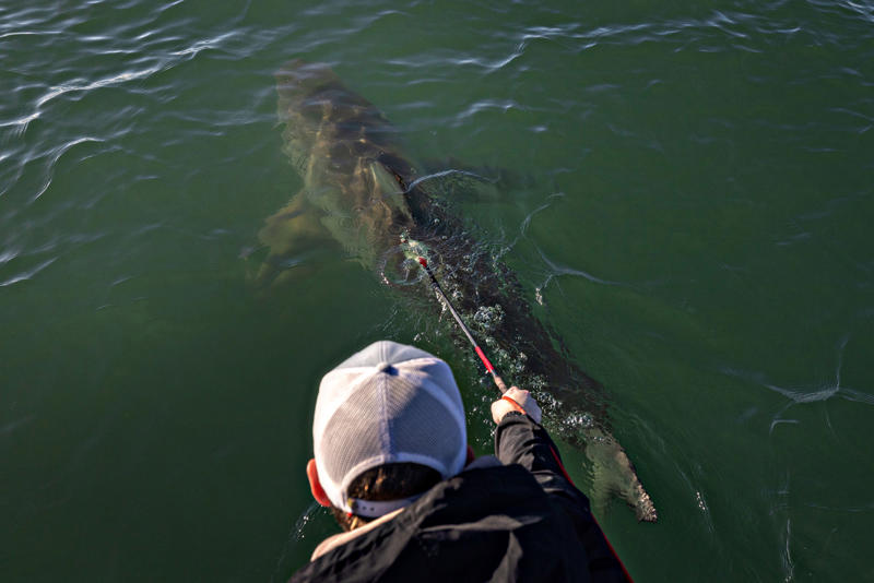 2. Avoid swimming at dawn, dusk and night , 3. Don’t wear reflective jewelry in the water , 4. Don’t swim near someone who’s fishing , 5. Don’t swim where there’s an ‘unusual amount of fish activity’ , 6. Don’t panic when you spot a shark