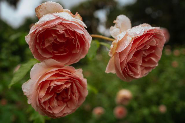 Where Is Washington Oaks Gardens State Park?, What Makes Its Beach Unique, Why Its Roses Are Special, What To Do While You're There, Know Before You Go