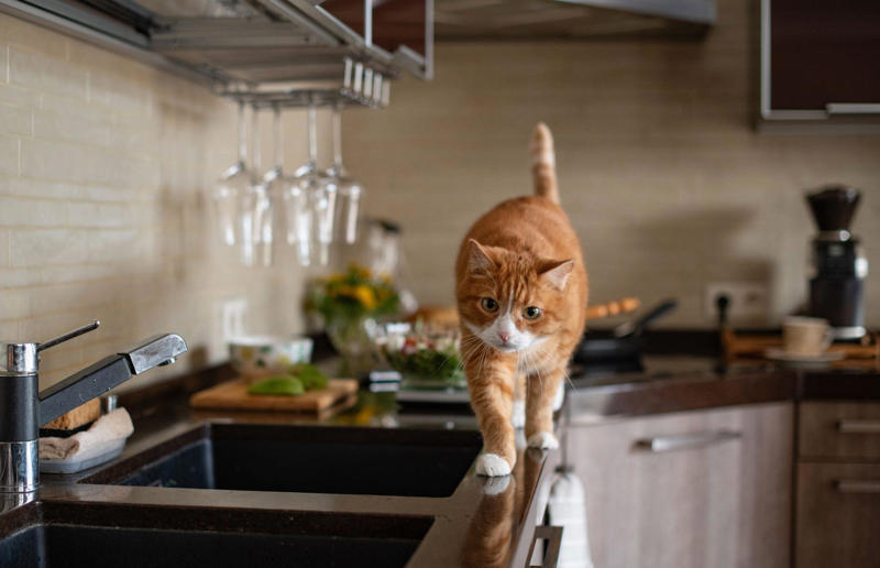 25. Letting your pets roam the kitchen while you cook 37. Pouring hot liquids into cold glassware, 36. Not rotating store cupboard items, 35. Overcrowding the refrigerator, 34. Microwaving liquids for too long, 33. Lining the bottom of the oven with aluminium foil, 32. Leaving plates or cookware on unstable surfaces, 31. Using glassware on the stove, 30. Not securing cutting boards or mixing bowls, 29. Never checking the refrigerator temperature, 28. Using plastic containers in the microwave, 27. Using the same utensil for everything, 26. Not using the oven extractor fan, 25. Letting your pets roam the kitchen while you cook, 24. Storing heavy items on high shelves, 23. Not storing leftover food correctly, 22. Overheating non-stick cookware, 21. Using damaged non-stick cookware, 20. Going barefoot while cooking, 19. Storing raw meat and ready-to-eat food together, 18. Not storing knives properly, 17. Thawing meat at room temperature, 16. Not cleaning the oven extractor hood filter, 15. Not washing your hands, 14. Using knives carelessly, 13. Stacking dishwashers incorrectly, 12. Using one towel for everything, 11. Washing raw meat in the sink, 10. Storing cleaning products near food, 9. Not separating raw meat from ready-to-eat foods, 8. Using appliances incorrectly, 7. Getting distracted when cooking, 6. Using wet or damaged oven gloves and towels, 5. Touching electrical appliances with wet hands, 4. Wearing loose clothing when cooking, 3. Leaving the stove unattended, 2. Pouring water over a grease fire