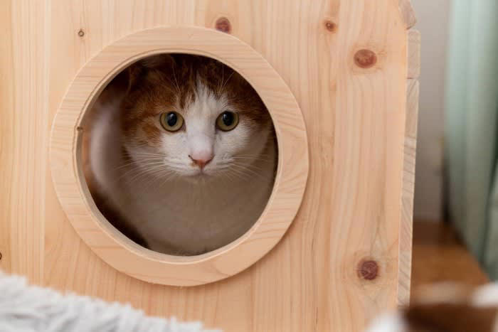 猫が攻撃的になる原因とは？, 恐怖や驚きによる防衛本能の発動, テリトリー意識・縄張り本能の強まり, 病気やケガによる痛み・不快感, ストレス・フラストレーションの蓄積, 攻撃的な猫への対処で注意すべき5つのこと, 1.無理に近づかず、一定の距離を保つ, 2.視線でプレッシャーをかけない, 3.静かで落ち着ける環境を整える, 4.体調不良が原因かも？観察を忘れずに, 5.専門家のサポートを活用する