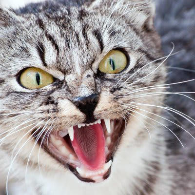 猫が攻撃的になる原因とは？, 恐怖や驚きによる防衛本能の発動, テリトリー意識・縄張り本能の強まり, 病気やケガによる痛み・不快感, ストレス・フラストレーションの蓄積, 攻撃的な猫への対処で注意すべき5つのこと, 1.無理に近づかず、一定の距離を保つ, 2.視線でプレッシャーをかけない, 3.静かで落ち着ける環境を整える, 4.体調不良が原因かも？観察を忘れずに, 5.専門家のサポートを活用する