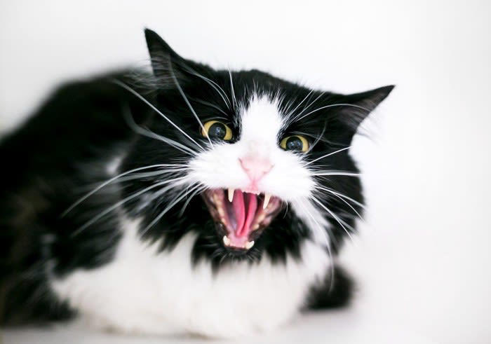 猫が攻撃的になる原因とは？, 恐怖や驚きによる防衛本能の発動, テリトリー意識・縄張り本能の強まり, 病気やケガによる痛み・不快感, ストレス・フラストレーションの蓄積, 攻撃的な猫への対処で注意すべき5つのこと, 1.無理に近づかず、一定の距離を保つ, 2.視線でプレッシャーをかけない, 3.静かで落ち着ける環境を整える, 4.体調不良が原因かも？観察を忘れずに, 5.専門家のサポートを活用する