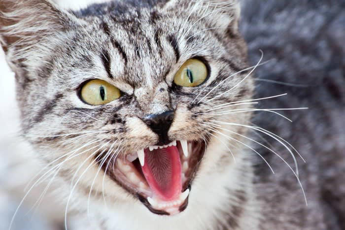 猫が攻撃的になる原因とは？, 恐怖や驚きによる防衛本能の発動, テリトリー意識・縄張り本能の強まり, 病気やケガによる痛み・不快感, ストレス・フラストレーションの蓄積, 攻撃的な猫への対処で注意すべき5つのこと, 1.無理に近づかず、一定の距離を保つ, 2.視線でプレッシャーをかけない, 3.静かで落ち着ける環境を整える, 4.体調不良が原因かも？観察を忘れずに, 5.専門家のサポートを活用する