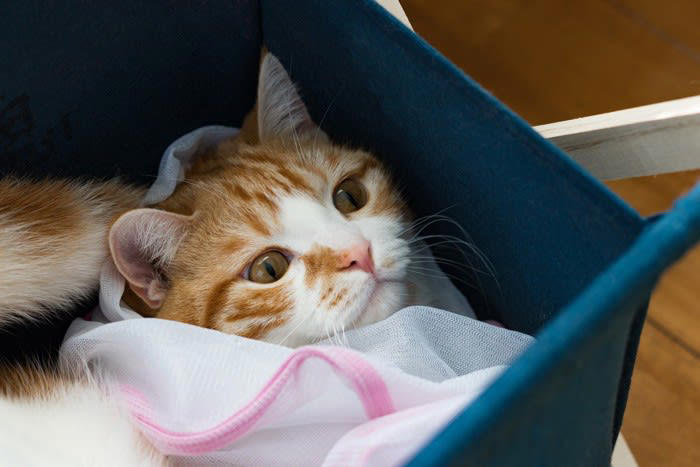 必死に暴れる猫を安全に保定するために役立つのが洗濯ネット, 猫グッズに洗濯ネットがあると良い理由, 1.パニックを防げる, 2.猫の安全を守れる, 3.飼い主に気持ちの余裕ができる, 洗濯ネットが役立つシーン, 1.外出時・避難時の脱走防止, 4. 暴れて嫌がる猫のシャンプー, 洗濯ネットの選び方, 猫を洗濯ネットに入れる方法