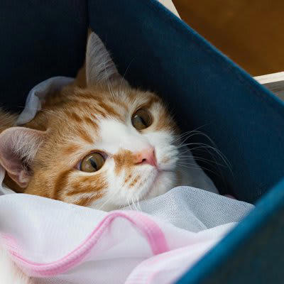 必死に暴れる猫を安全に保定するために役立つのが洗濯ネット, 猫グッズに洗濯ネットがあると良い理由, 1.パニックを防げる, 2.猫の安全を守れる, 3.飼い主に気持ちの余裕ができる, 洗濯ネットが役立つシーン, 1.外出時・避難時の脱走防止, 4. 暴れて嫌がる猫のシャンプー, 洗濯ネットの選び方, 猫を洗濯ネットに入れる方法
