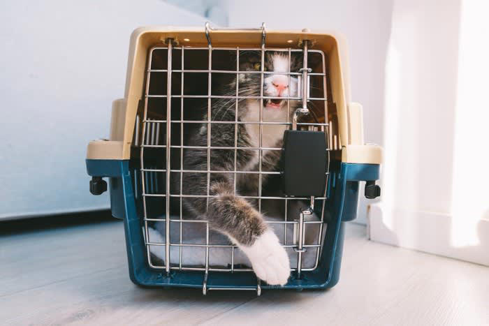 必死に暴れる猫を安全に保定するために役立つのが洗濯ネット, 猫グッズに洗濯ネットがあると良い理由, 1.パニックを防げる, 2.猫の安全を守れる, 3.飼い主に気持ちの余裕ができる, 洗濯ネットが役立つシーン, 1.外出時・避難時の脱走防止, 4. 暴れて嫌がる猫のシャンプー, 洗濯ネットの選び方, 猫を洗濯ネットに入れる方法