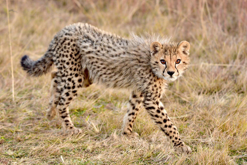 The Prehistoric Cat That Hunted Mammoths — Fact or Fossil Fiction? The Mammoth-Hunting Legend That Started It All, Saber-Tooth Cats: The Real Mammoth Hunters, The Cave Lion's Frozen Domain, American Cheetahs: Speed Demons of the Pleistocene, The Scimitar Cat's Unique Hunting Style, Fossil Evidence: The Smoking Gun, The Ambush Tactics That Actually Worked, Why Mammoths Made Perfect Prey, The Ice Age Arms Race, Geographic Hotspots of Prehistoric Predation, The Truth Behind the Mammoth Hunt, Modern Implications of Ancient Hunting, The Final Verdict on Fossil Fiction