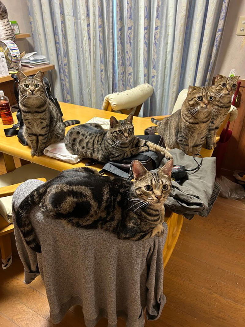  「多頭飼いならでは」の“猫入れ”現象,  「何入れるか悩んでたら、猫が入ってた」…猫好き共感の声,  順番待ちする猫たちも…多頭飼いのにぎやかさ,  「猫あるある」に癒される毎日