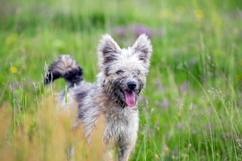 Pumi Papillon, Bichon Frise, Cairn Terrier, Miniature Pinscher, Chinese Crested Dog, Cocker Spaniel, Havanese, Brussels Griffon, Alaskan Klee Kai, Dachshund, Welsh Corgi, Shih Tzu, Cesky Terrier, Pekingese