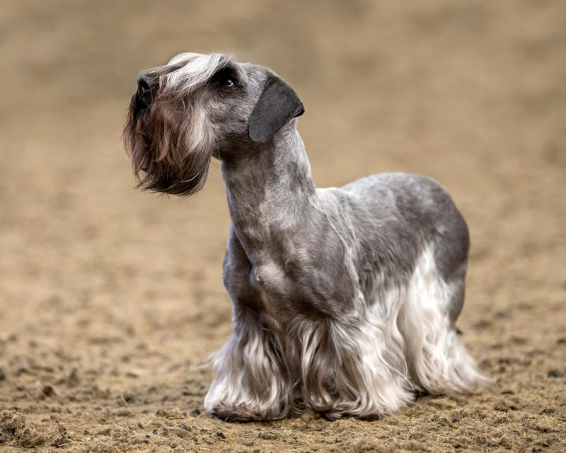 Cesky Terrier Papillon, Bichon Frise, Cairn Terrier, Miniature Pinscher, Chinese Crested Dog, Cocker Spaniel, Havanese, Brussels Griffon, Alaskan Klee Kai, Dachshund, Welsh Corgi, Shih Tzu, Cesky Terrier, Pekingese