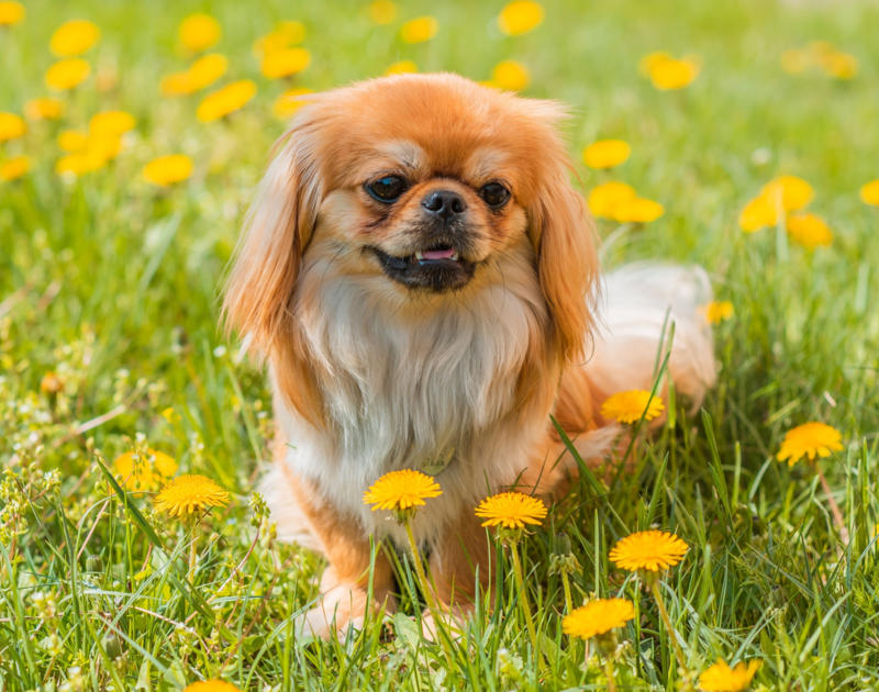 Pekingese Papillon, Bichon Frise, Cairn Terrier, Miniature Pinscher, Chinese Crested Dog, Cocker Spaniel, Havanese, Brussels Griffon, Alaskan Klee Kai, Dachshund, Welsh Corgi, Shih Tzu, Cesky Terrier, Pekingese