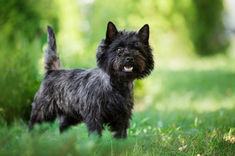 Cairn Terrier Papillon, Bichon Frise, Cairn Terrier, Miniature Pinscher, Chinese Crested Dog, Cocker Spaniel, Havanese, Brussels Griffon, Alaskan Klee Kai, Dachshund, Welsh Corgi, Shih Tzu, Cesky Terrier, Pekingese